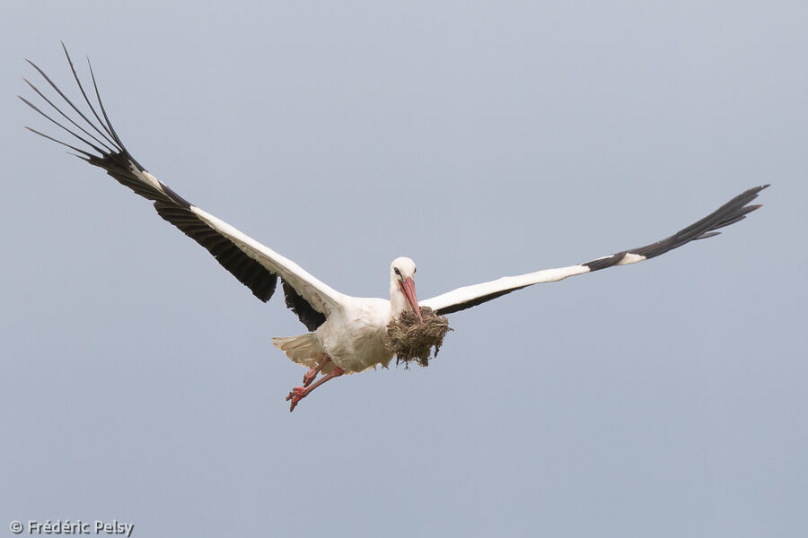 White Stork, Reproduction-nesting