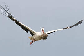 White Stork