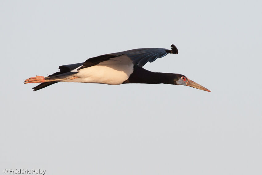 Cigogne d'Abdimadulte, Vol