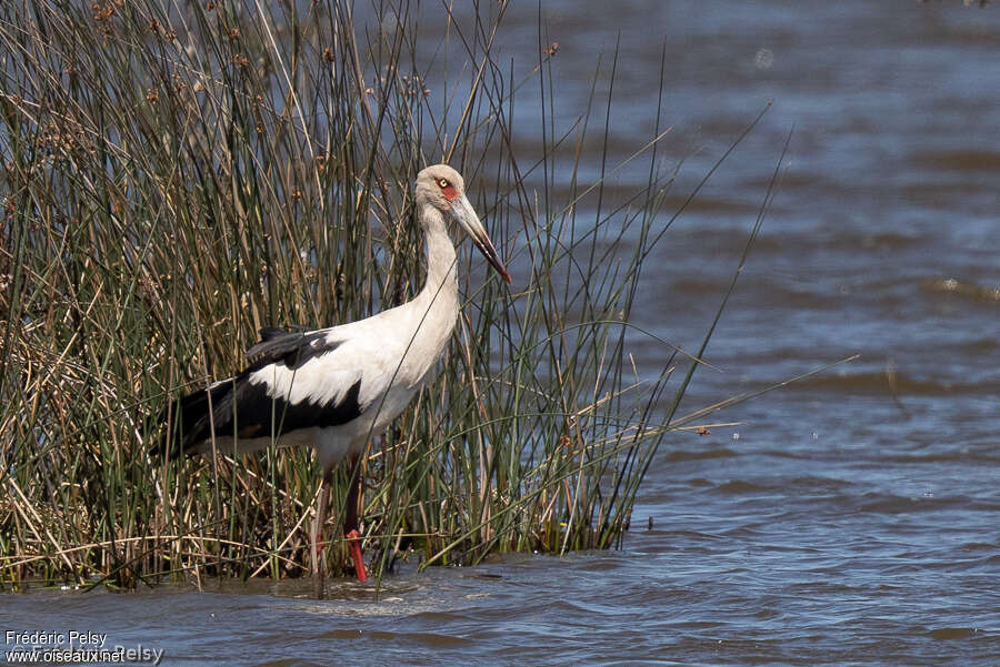 Cigogne maguariadulte, habitat