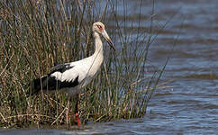 Cigogne maguari