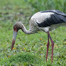 Cigogne maguari