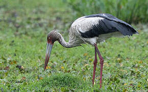 Cigogne maguari