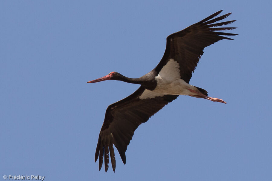 Cigogne noireadulte, Vol