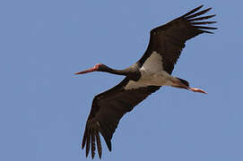 Black Stork