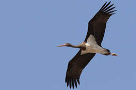 Black Stork