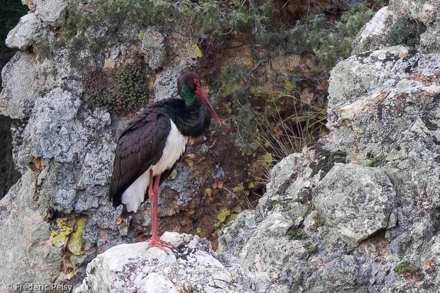 Cigogne noireadulte