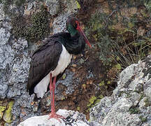 Black Stork