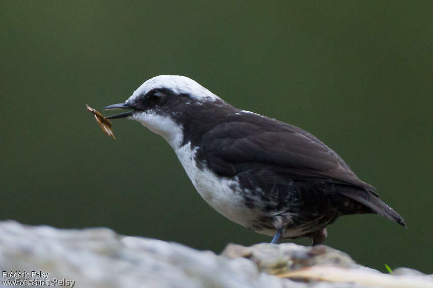 White-capped Dipperadult, identification