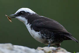 White-capped Dipper