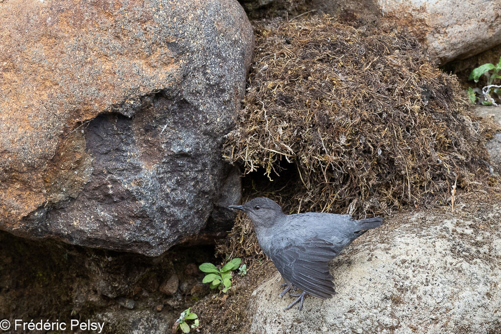 American Dipper