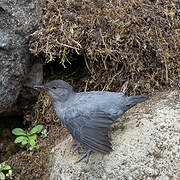 American Dipper