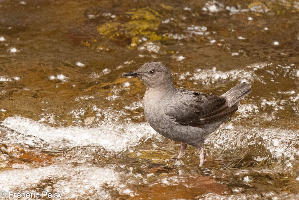 American Dipper