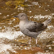 American Dipper