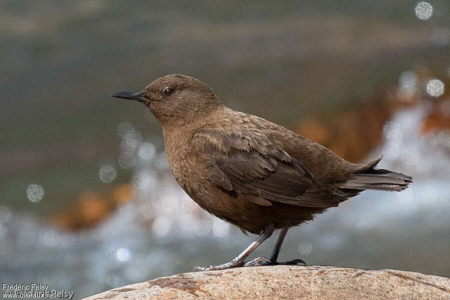 Cincle de Pallasadulte, identification