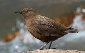 Brown Dipper