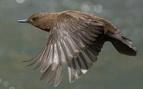 Brown Dipper