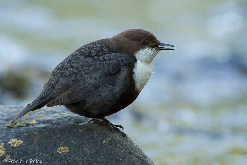 White-throated Dipperadult