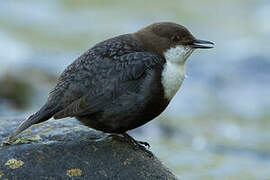 White-throated Dipper