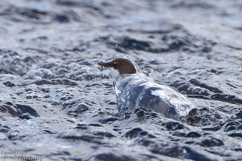 Птицы Под Водой Фото
