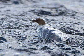 White-throated Dipper