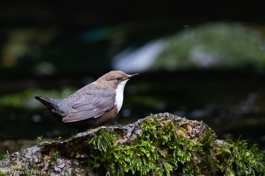 White-throated Dipperadult