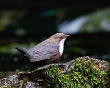 White-throated Dipper