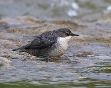 White-throated Dipper