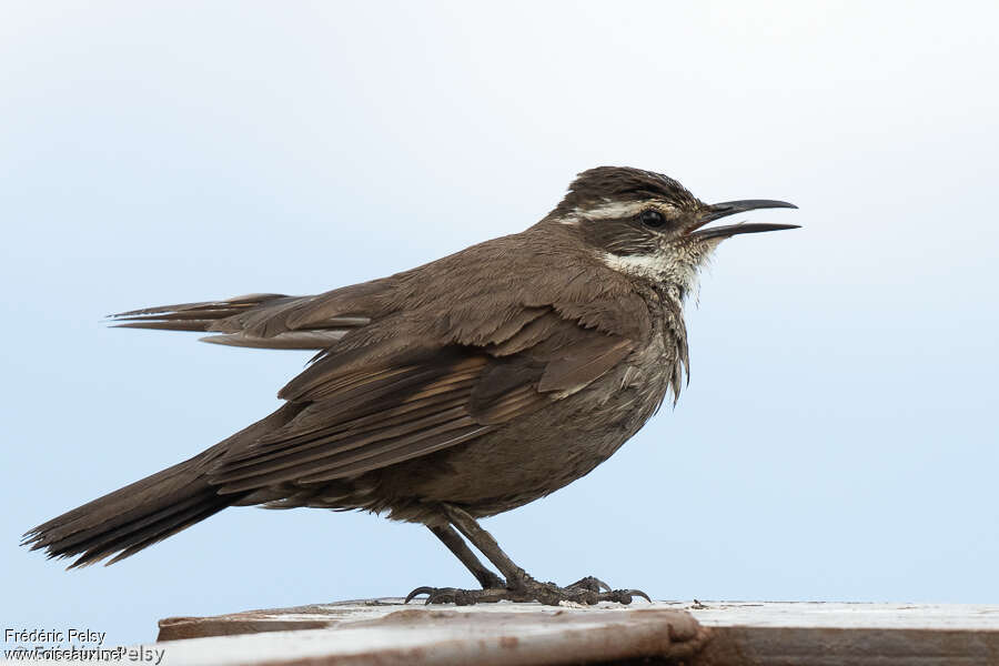 Dark-bellied Cinclodesadult, aspect