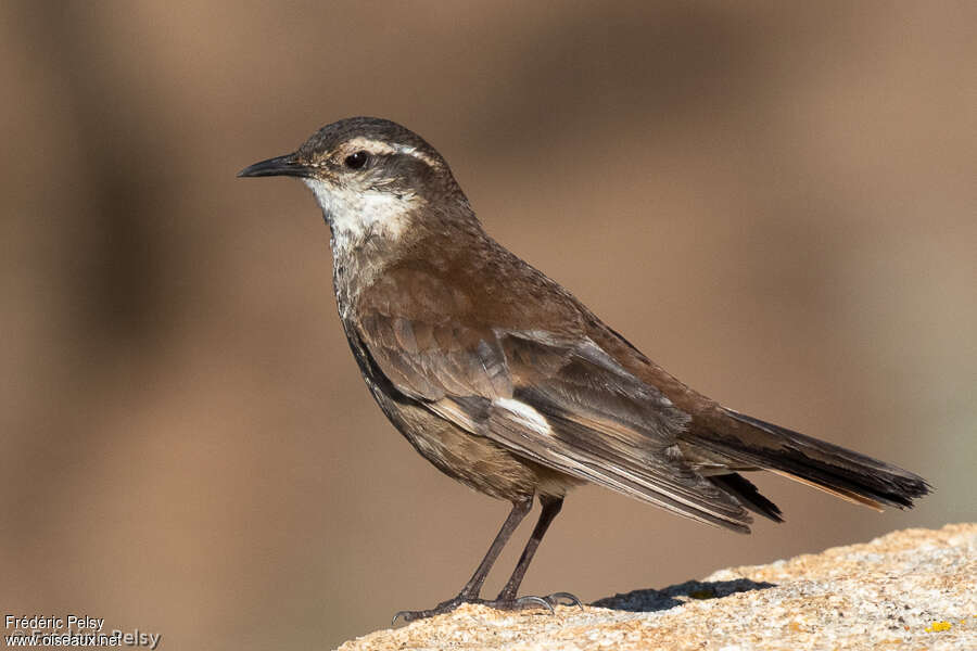 Cinclode d'Olrogadulte, identification