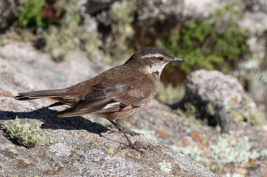 Olrog's Cinclodes, habitat, pigmentation