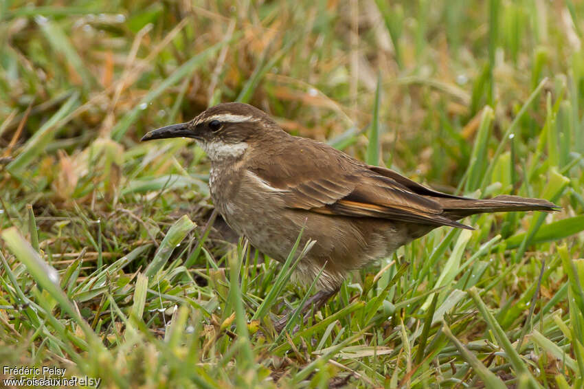 Cinclode du paramoadulte, identification