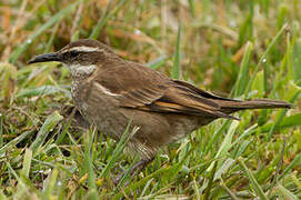 Stout-billed Cinclodes