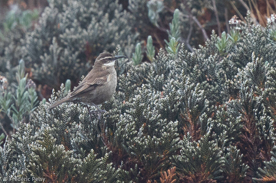 Stout-billed Cinclodes