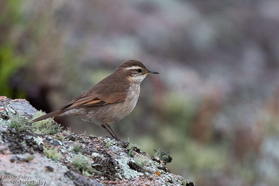 Cordoba Cinclodesadult, identification