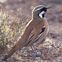 Cinclosome à dos fauve
