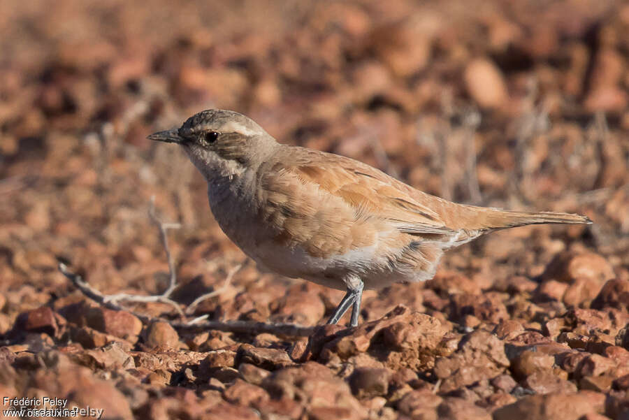 Cinnamon Quail-thrush female, camouflage