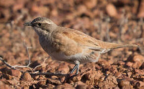 Cinnamon Quail-thrush