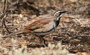 Copperback Quail-thrush