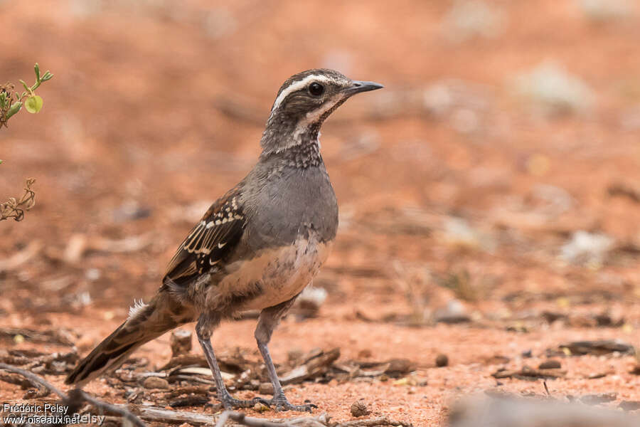 Copperback Quail-thrushjuvenile, identification