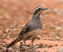 Copperback Quail-thrush