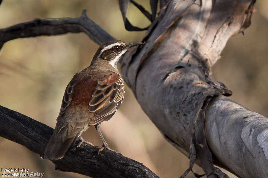 Chestnut Quail-thrush male