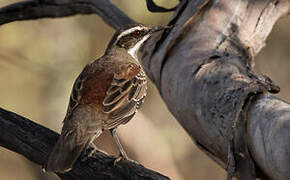 Chestnut Quail-thrush