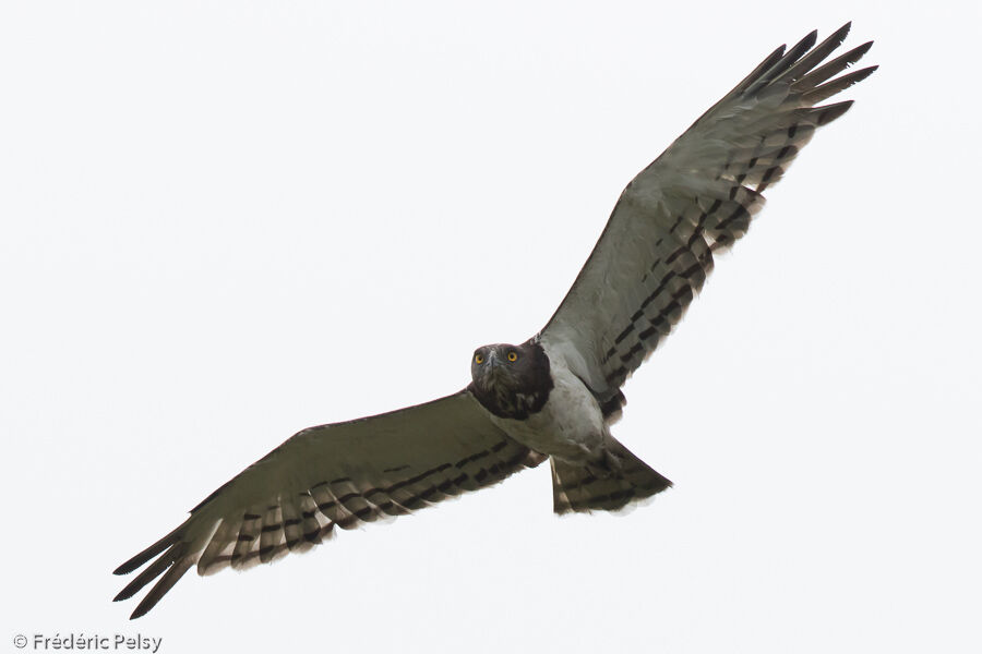 Black-chested Snake Eagleadult, Flight