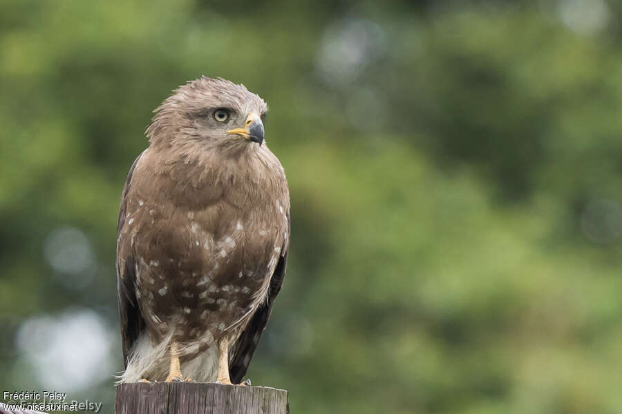 Circaète barréimmature, portrait