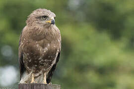 Southern Banded Snake Eagle