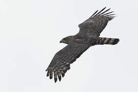 Southern Banded Snake Eagle