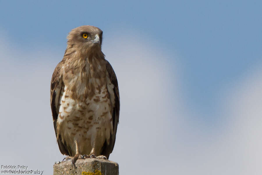 Short-toed Snake Eaglejuvenile, close-up portrait