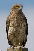 Short-toed Snake Eagle