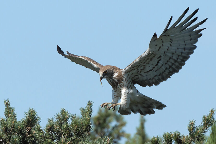 Short-toed Snake Eagle male adult, Flight, eats